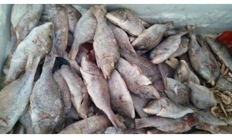 ضبط 22 طن أسماك فاسدة تستخدم داخل مصنع شهير بالقليوبية