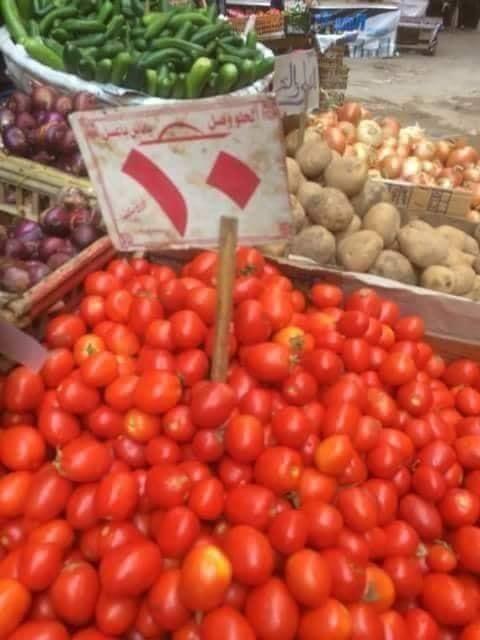   الطماطم في دمياط نار والكيلو بـ 10 و15 جنيهًا ومزارعون يرجحون السبب في تبوير الأراضي الزراعية
