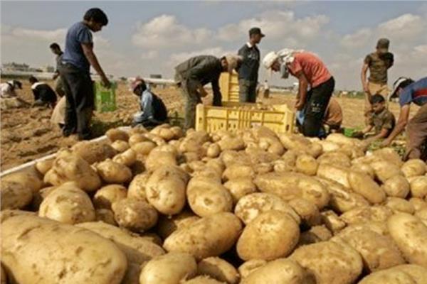   وزير الزراعة يستعرض جهود الحكومة لمواجهة أزمة البطاطس