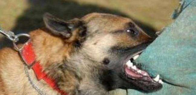   «الصحة»: مصل الكلب متوفر مجانًا بالوحدات الصحية