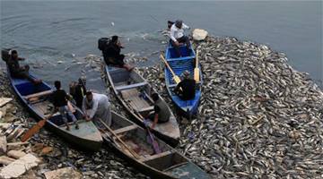   «الصحة العراقية» توضح أسباب نفوق ملايين الأسماك