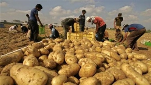   «الزراعة»: طرح محصول البطاطس للعروة النيلية بالأسواق خلال أيام