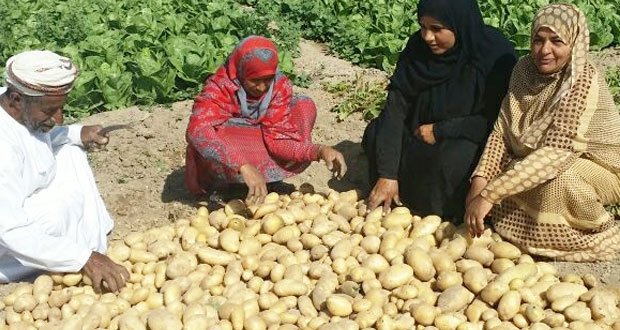  وزير الزراعة فى البرلمان : مد مهلة تخزين البطاطس حتى أول ديسمبر المقبل