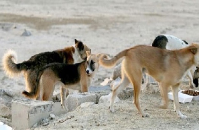   إعدام 8300 كلب ضال في شوارع بني سويف