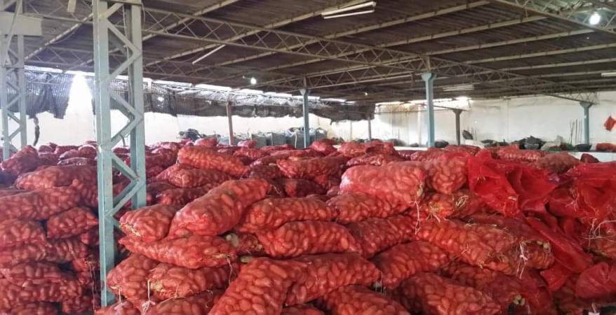   «الزراعة» تطرح 840 ألف طن بطاطس بشائر الموسم الجديد بالأسواق خلال أيام