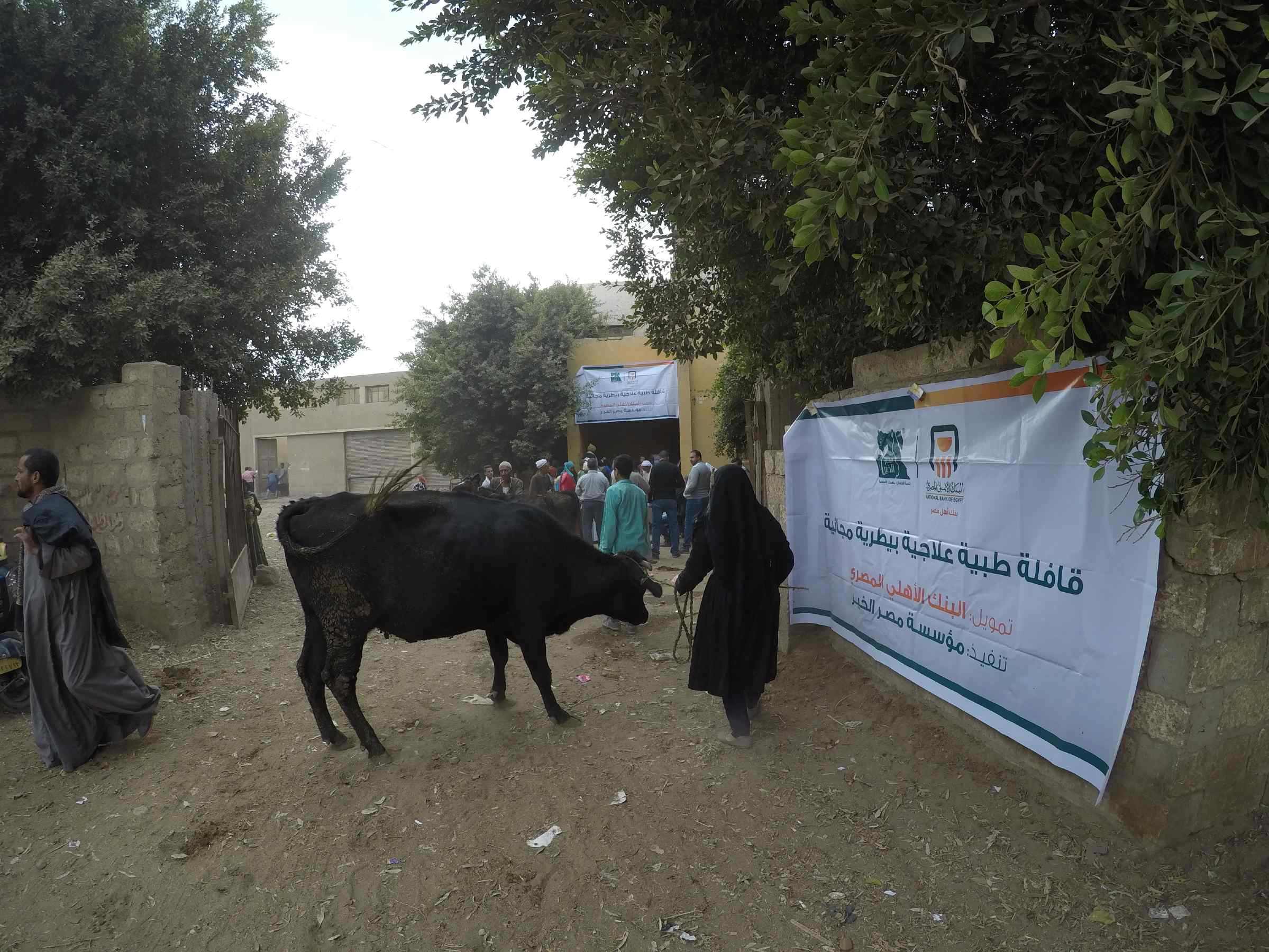   علاج 733 رأس ماشية خلال قافلة بيطرية لمصر الخير بالمنيا