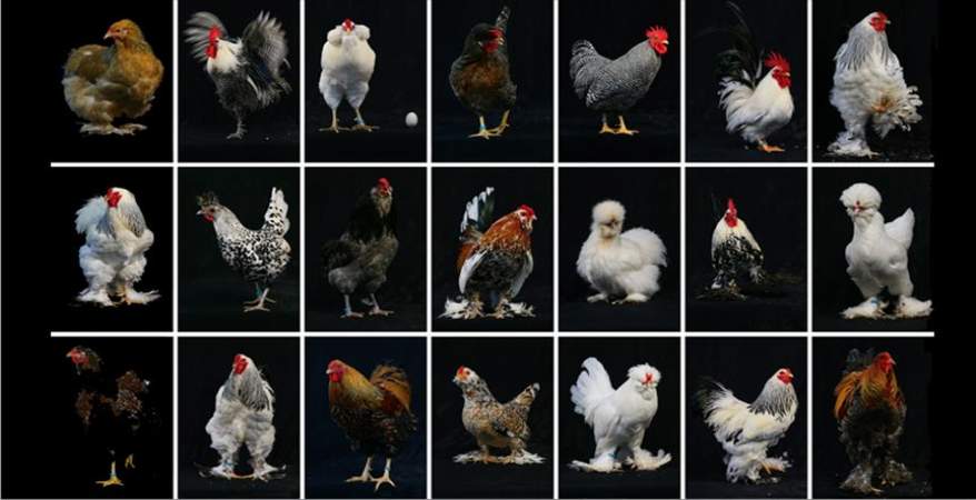   800 دجاجة تشارك فى مسابقة «ملكة جمال دواجن تركيا»
