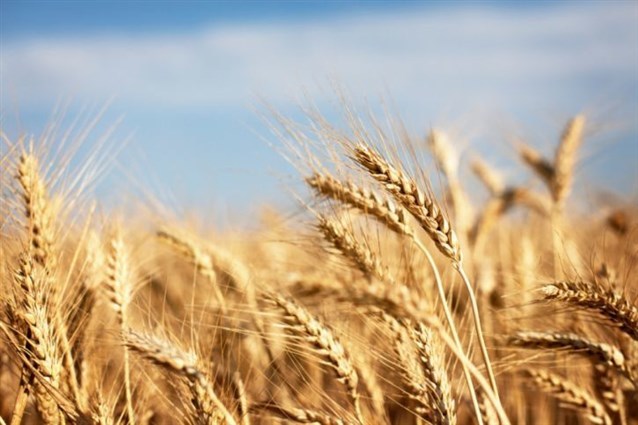   «الزراعة»: ارتفاع مساحات القمح المنزرعة لـ1.5 مليون فدان