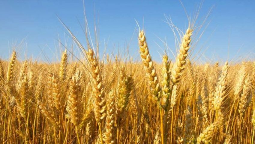   «الزراعة»: ارتفاع مساحات القمح فى الموسم الجديد إلى 2.8 مليون فدان