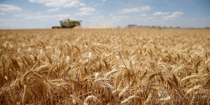   «الزراعة»: مساحات القمح المنزرعة 3 ملايين و81 ألف فدان