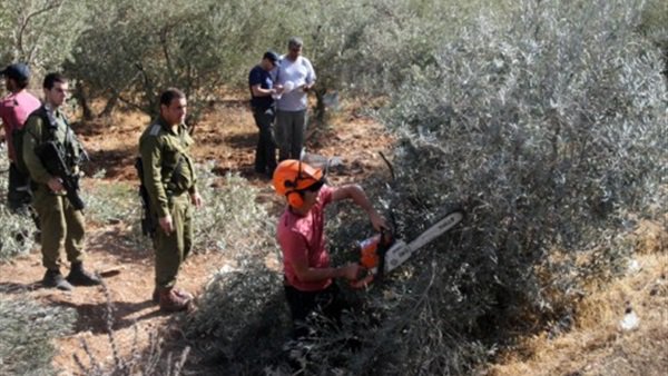   الاحتلال الإسرائيلي يقتلع 60 شجرة زيتون بالقدس