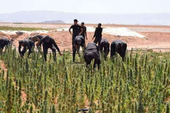   تدمير 29 مزرعة مخدرات فى أبورديس بسيناء