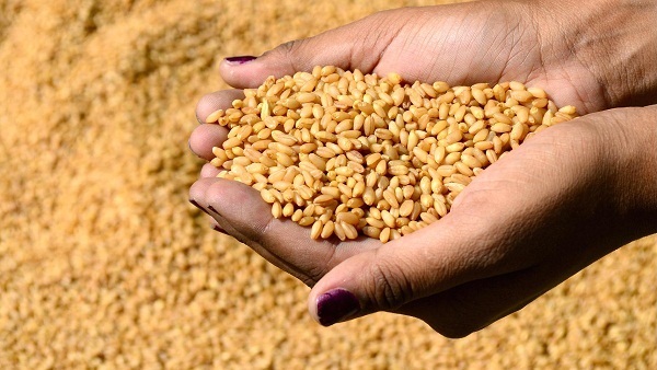   الحكومة توافق على سعر أردب القمح للعام الجديد