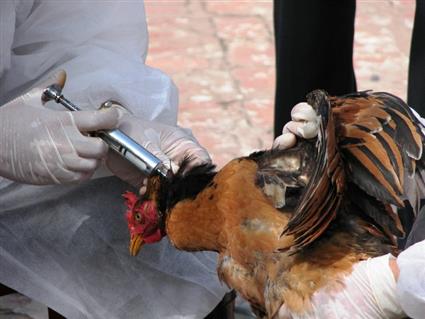   «الزراعة» تكشف نوعا جديداً لمرض إنفلونزا الطيور