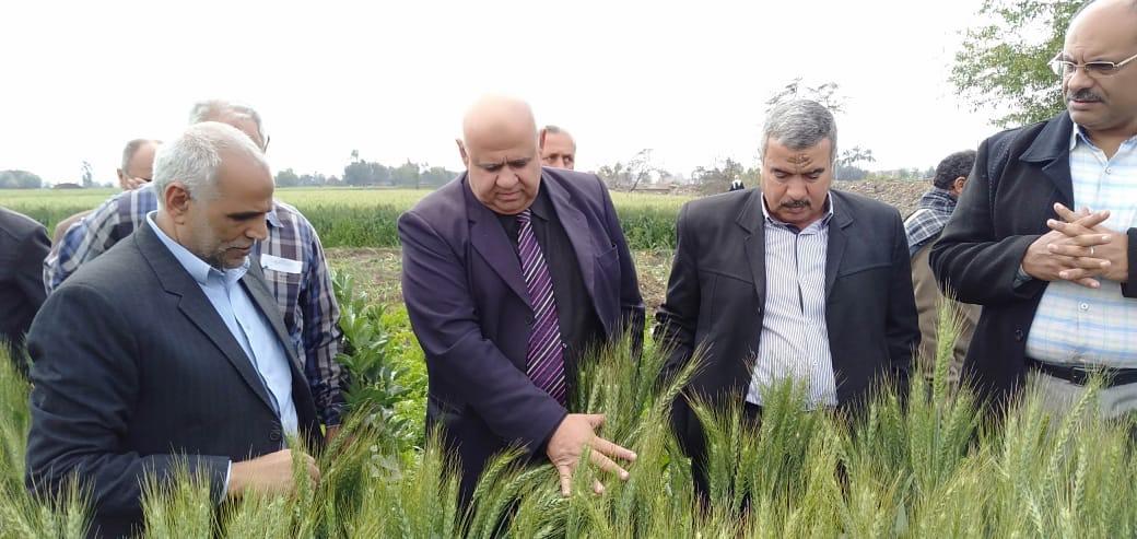   بالصور|| الزراعة تطمئن على الحالة المرضية لمحصول القمح في محافظة كفر الشيخ