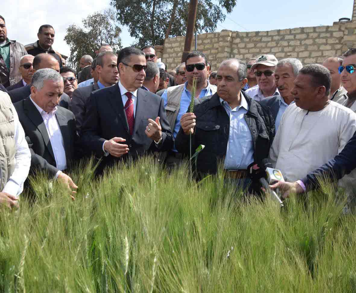   بالصور|| محافظ بني سويف ووزير الزراعة يتفقدان أحد حقول القمح