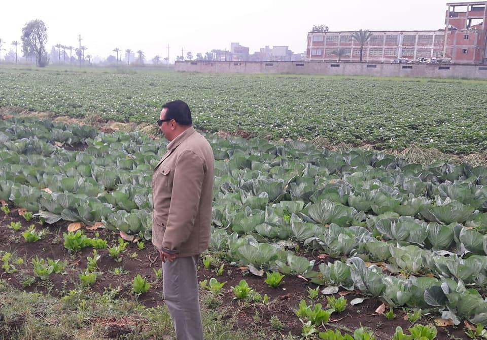   وكيل وزارة الزراعة بدمياط يتفقد الزراعات الشتوية ويشدد على توعية المزارعين بالمعاملات الزراعية