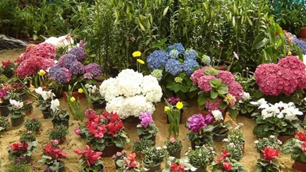   وزير الزراعة يفتتح معرض زهور الربيع بحديقة الأورمان في عيد الأم