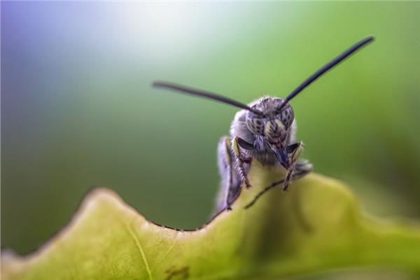   حقيقة الحشرة القاتلة.. و«الزراعة» ترفع حالة الطوارئ