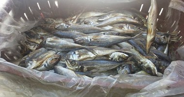   إعدام 12 طن أسماك وأغذية فاسدة