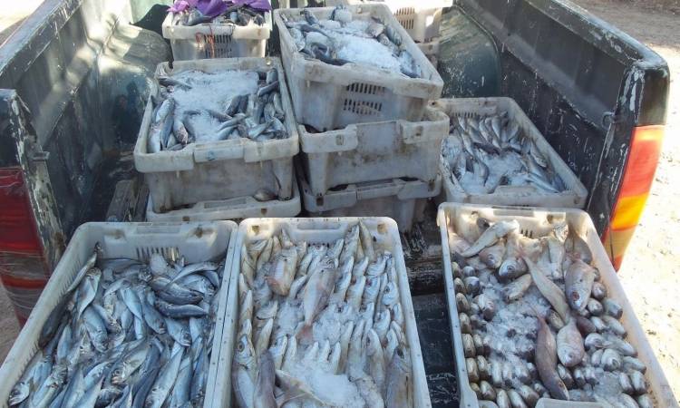   «الصحة»: إعدام 5 أطنان أسماك مملحة ومدخنة فاسدة.. إغلاق 200 منشأة غذائية مخالفة