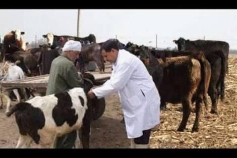   وزير الزراعة: تحصين مليون و611 ألف رأس ماشية ضد الجلد العقدي وجدري الأغنام حتى منتصف أبريل