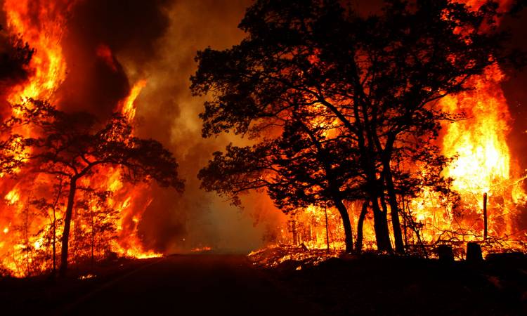   عاجل|| الحرائق تلتهم غابات أمريكا