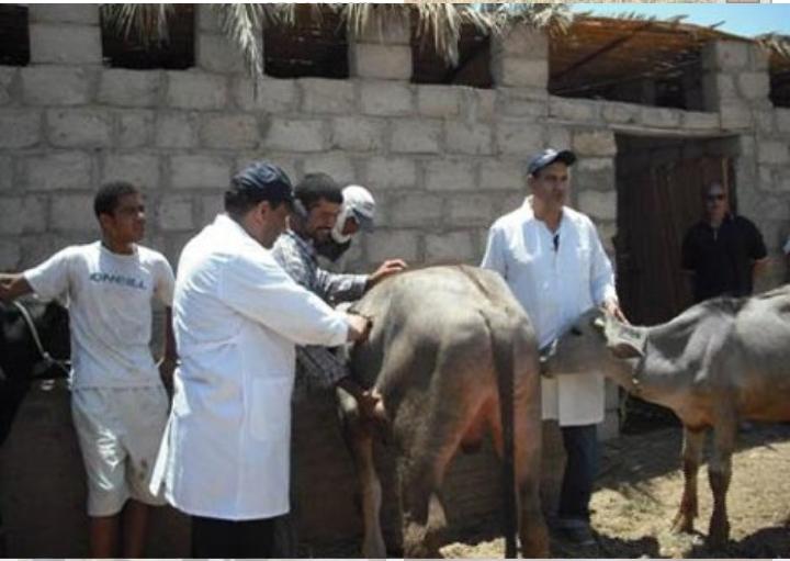   حصر 54000 و تحصين 62716 رأس ماشية ضد مرض الحمى القلاعية في الإسماعيلية 
