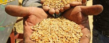   توريد 123 ألف طن من محصول القمح بشون وصوامع المنيا