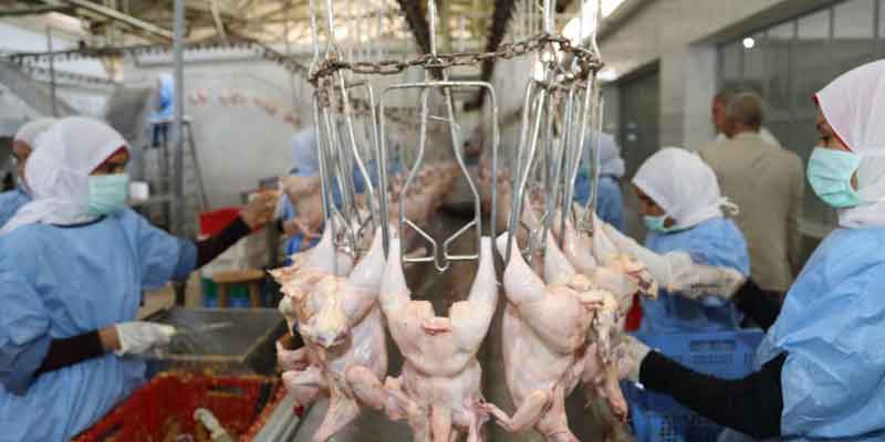   محافظ قنا :طرح 25 ألف دجاجة مجمدة بمنافذ المحافظة لبيع السلع الغذائية  