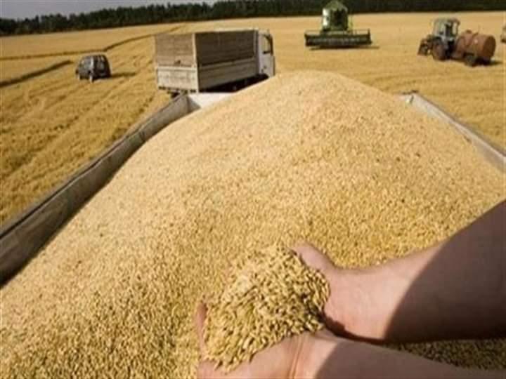   انتظام اعمال توريد محصول القمح بصوامع وشون المحافظة