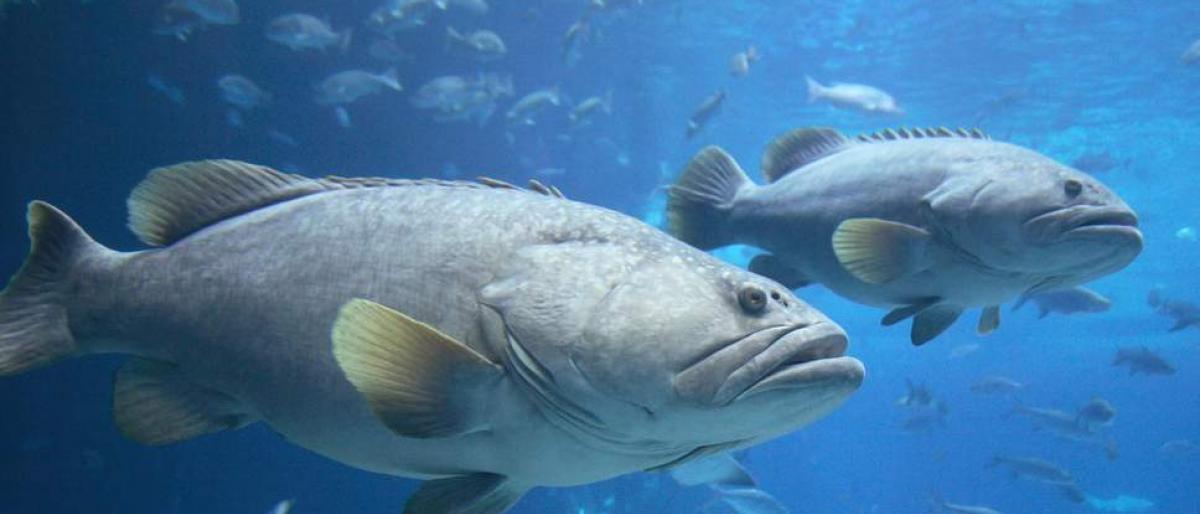   أمريكا تختبر تجنيد الأسماك كجواسيس تحت الماء