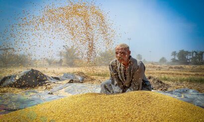   توجيهات محافظ أسوان لتقديم التسهيلات للمزارعين لتوريد محصول القمح