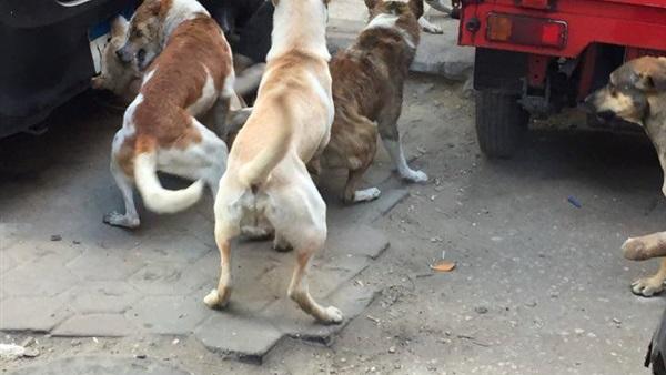   مطالبات بمكافحة الكلاب الضالة في شوارع مدينة أبوصوير 