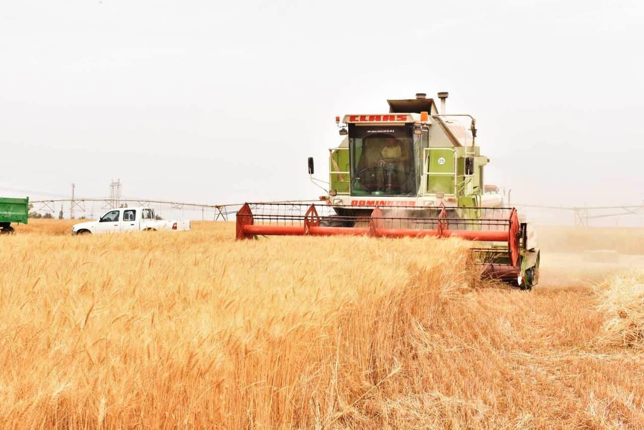   محافظ أسوان يتابع توريد محصول القمح وتوريد 20 ألف و335 طن حتى الأن