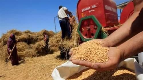   رئيس قطاع الانتاج يتابع عمليات حص القمح بمزارع القطاع في سدس- بني سويف
