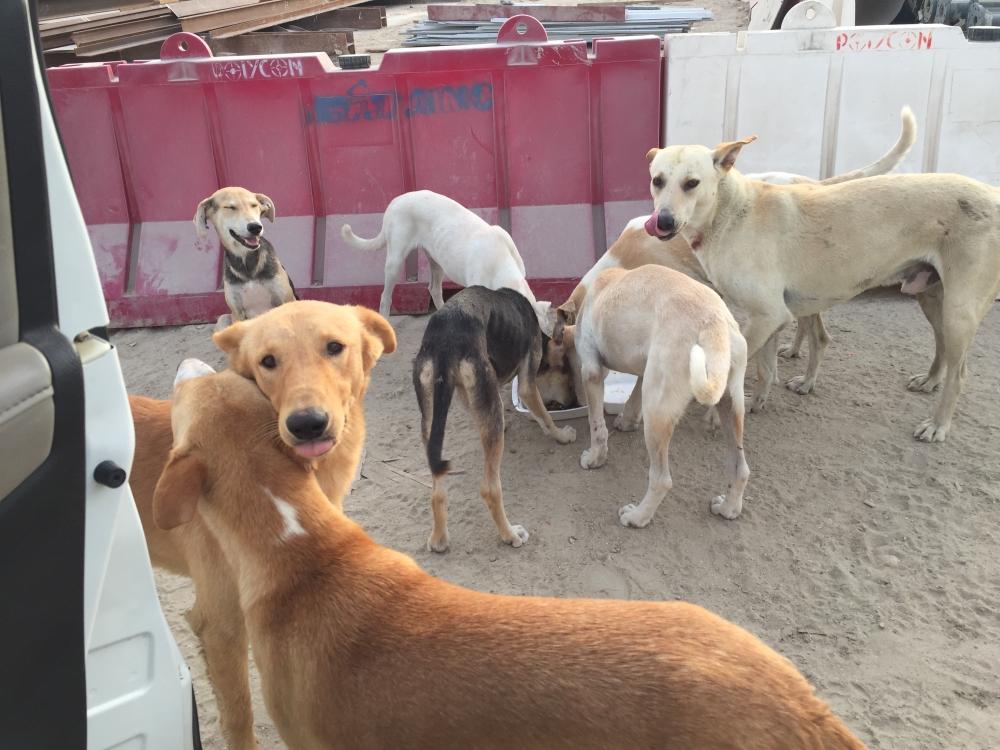   تنفيذ حملة لمكافحة الكلاب الضالة في أبوصوير 
