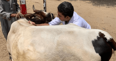    تحصين 48 ألف و 781 رأس ماشية فى كفر الشيخ
