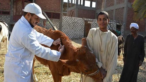   الزراعة: تحصين 501 ألف رأس ماشية ضد مرض الحمي القلاعية في 4 أيام