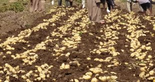   وزير الزراعة يتلقى تقريرًا حول انجازات مشروع مكافحة العفن البني في البطاطس