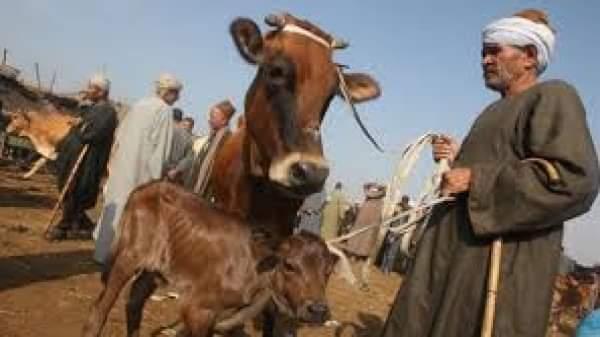   إنطلاق الحملة القومية لتحصين الماشية ضد الحمى القلاعية و حمى الوادي المتصدع في الإسماعيلية