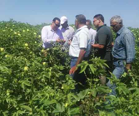   وكيل زراعة دمياط : القطن صنف جيزة 92 فائق الطول محصول استراتيجي تمتاز به محافظة دمياط