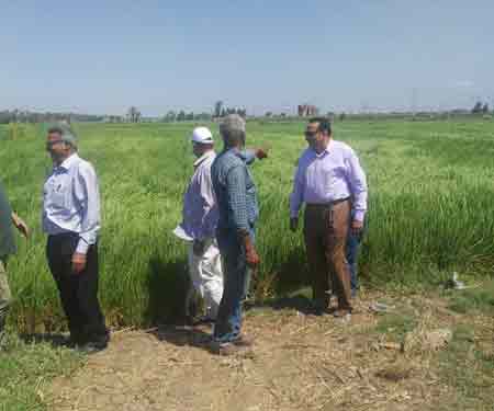   وكيل وزارة الزراعة بدمياط يتفقد زراعات الأرز بنطاق المحافظة