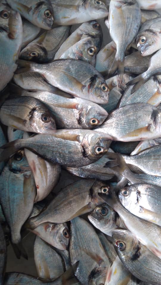   أسماك الدنيس أغلى من اللحوم البلدية في دمياط الكيلو بـ 150 جنيه وكيلو اللحم البلدي بـ 100 جنيه