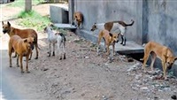   إصابة 6 أشخاص بينهم 4 اطفال نتيجة عقرهم كلاب ضالة ببني سويف