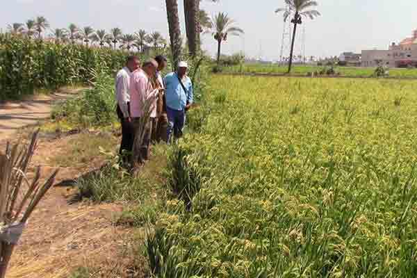   وكيل زراعة دمياط يتفقد زراعات الأرز بمركز كفر سعد