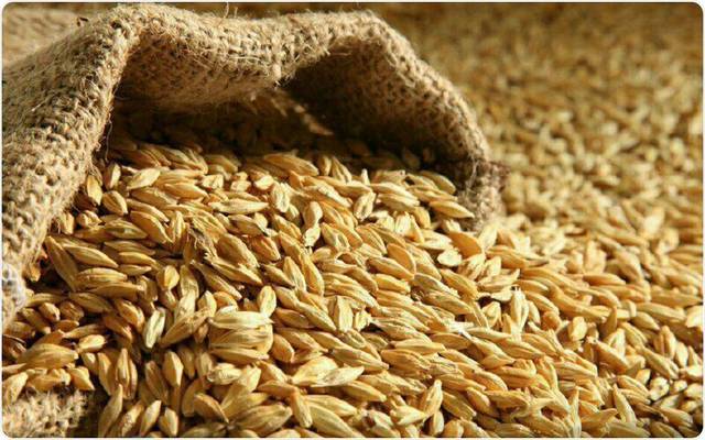   محافظ مطروح: موافقة وزير الزراعة على دعم المزارعين بتقاوى الشعير والقمح بنصف الثمن