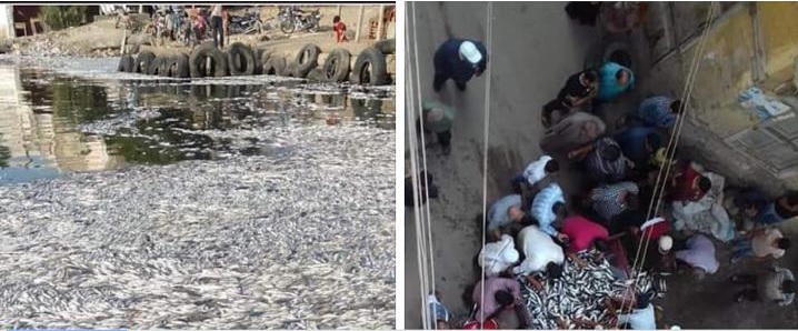   «فسيخ الأسماك النافقة» يصيب21 شخصا فى الإسكندرية بالتسمم.. وعلاجهم يكلف الدولة أكثر من مليون جنيه  