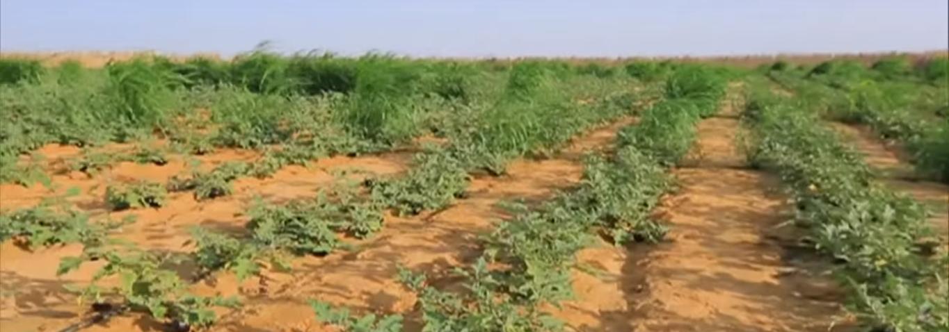   «جرين جولد» تبدأ فى زراعة وتطوير 1000 فدان بنبات الجوجوبا بالعلمين