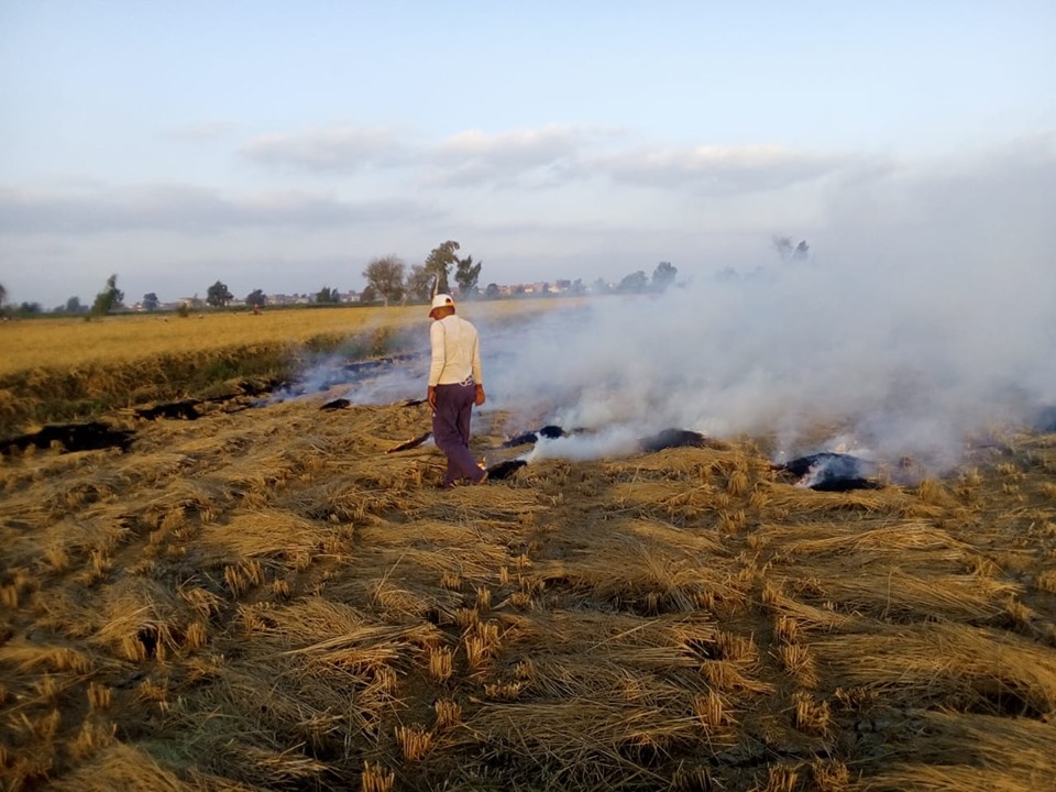   صور|| السيطرة على حريق «قش الأرز» فى أرض زراعية  فى كفر الشيخ